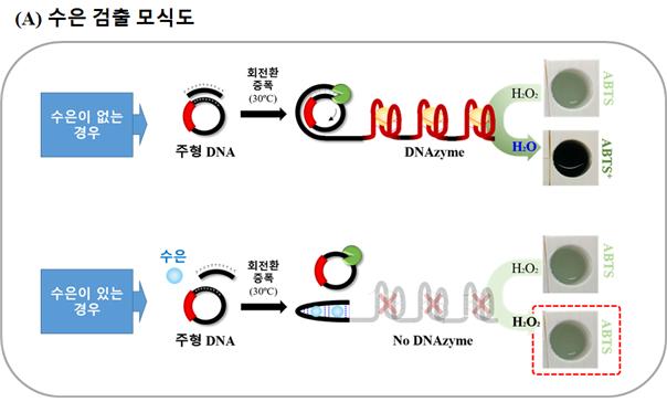 옥수수 전분으로 만든 바이오센서로 수은 신속 검출