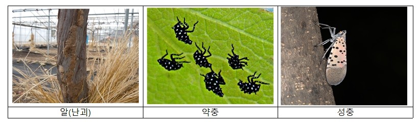 올해 돌발해충 부화 “평년보다 2~3일 빨라”